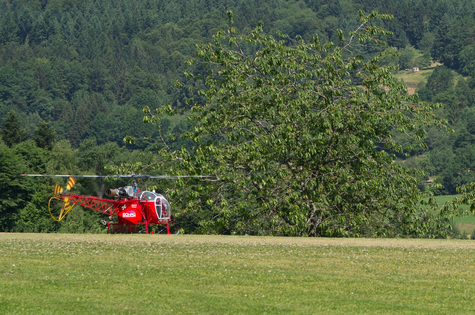 wieslet-02920.jpg