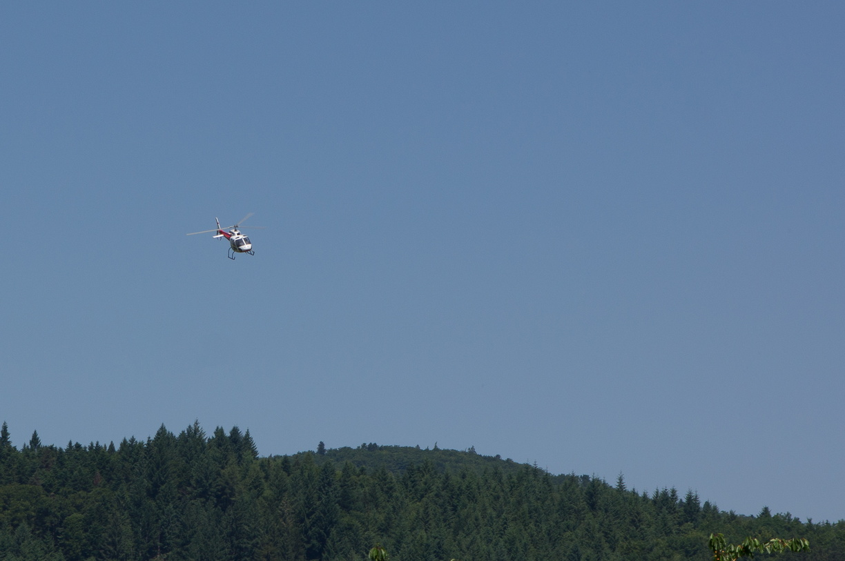 wieslet-03043