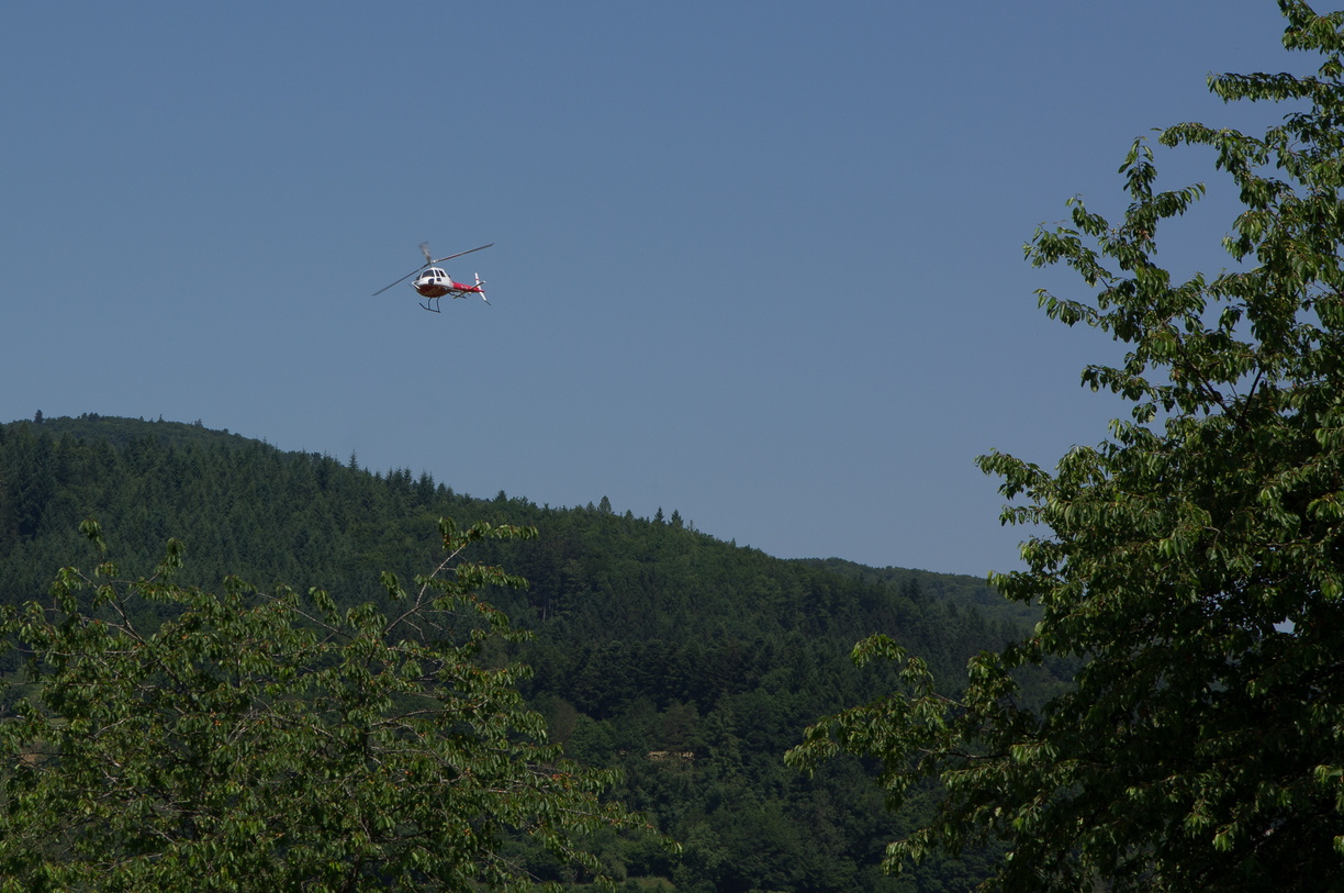 wieslet-03044