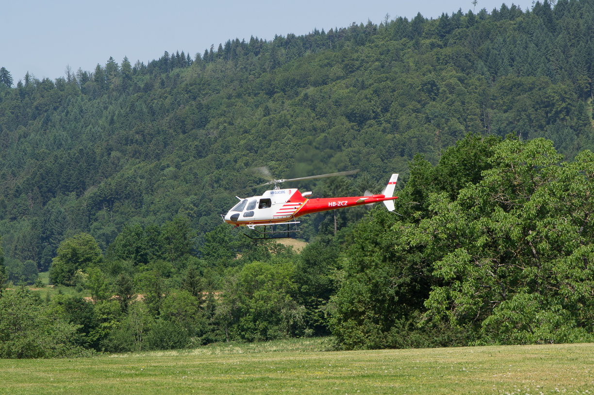 wieslet-03052