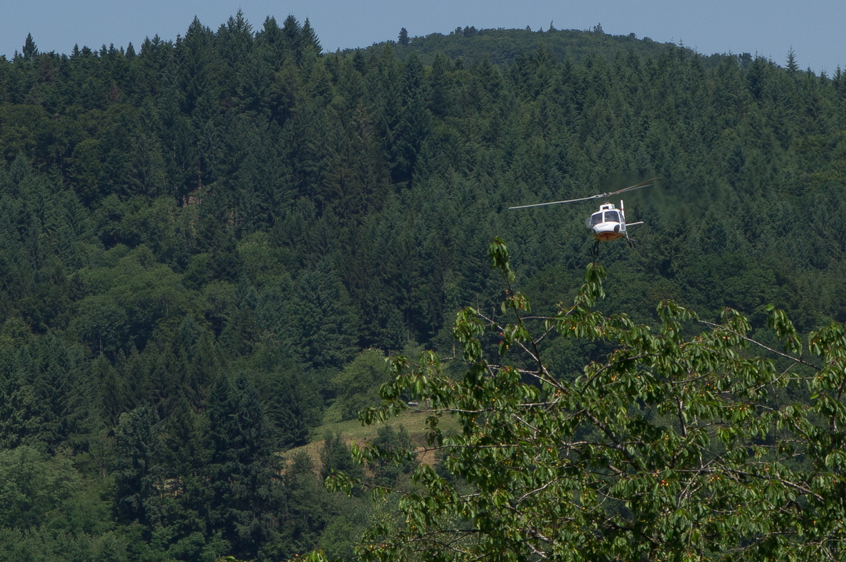 wieslet-03003 (29870 visits) wieslet-03003