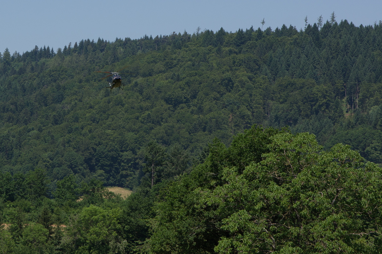 wieslet-03061