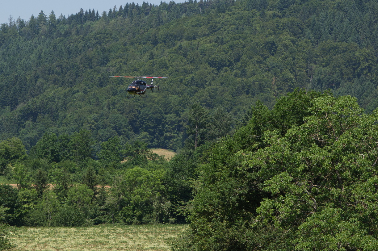 wieslet-03062